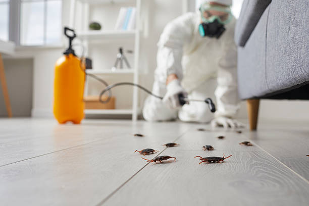 Commercial Rodent Management in Aptos